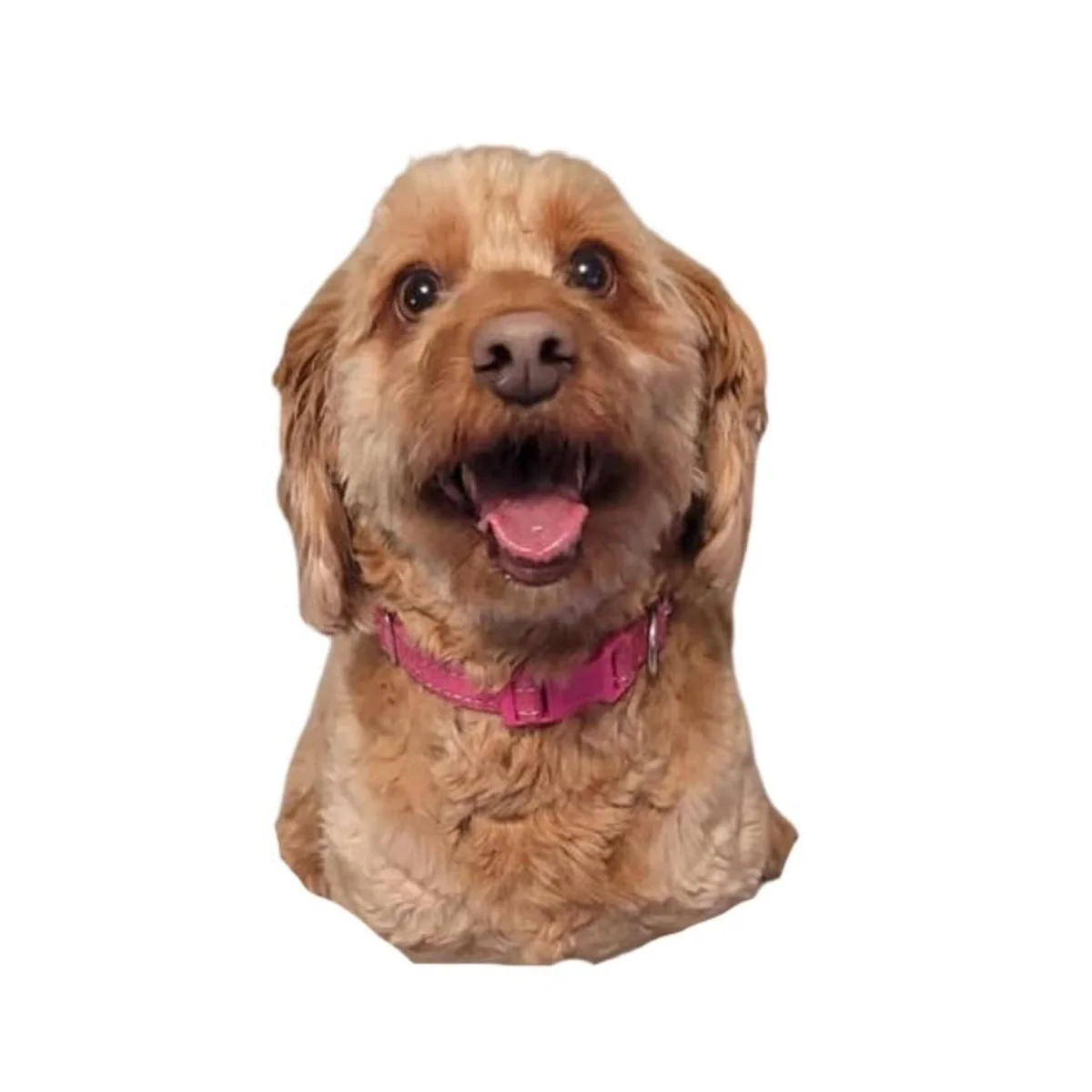 Golden cockapoo portrait and its stitched canvas — photo